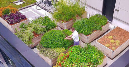 Chef tending to restaurant garden