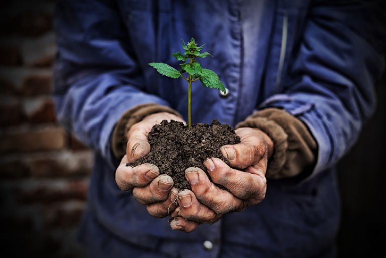 Hands holding a plant in soil