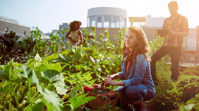 A few young adults harvesting from a garden