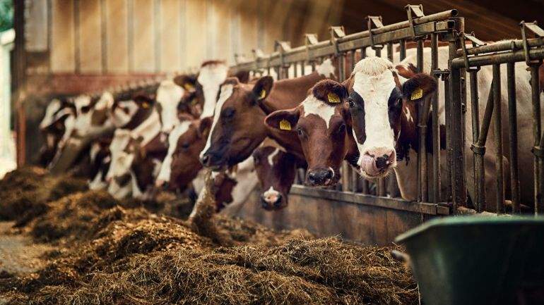 Cows in a barn at feeding time