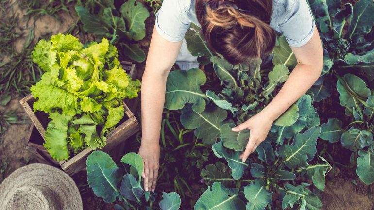 Person harvesting leafy greens and lettuces